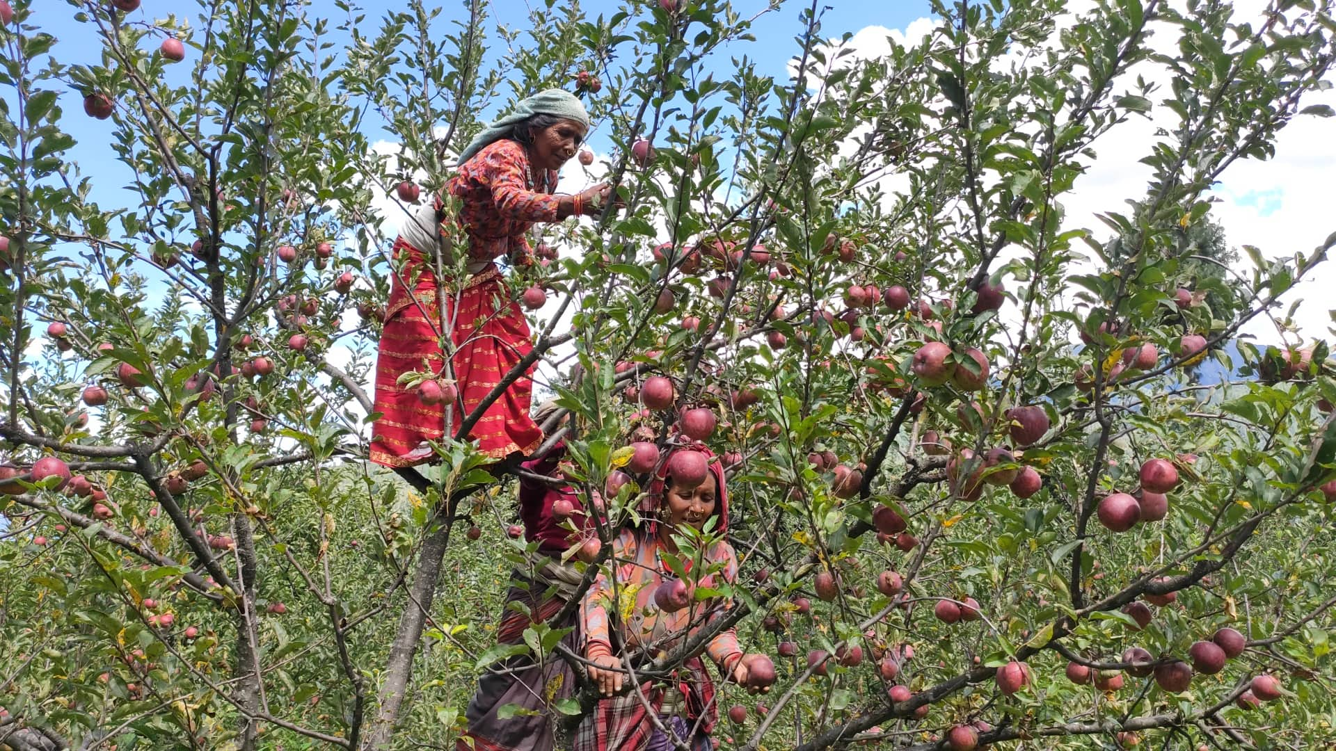 अब मनाङकाे स्याउ मनाङमै खपत, खुल्याे वाइन कारखाना